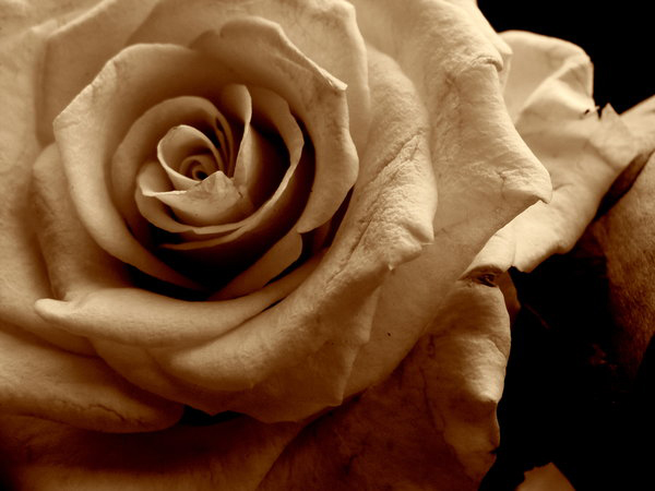 30 Beautiful Examples Of Sepia Photography PSDFan