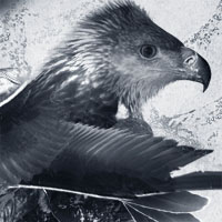 Members Area Tutorial: Design a Creative Bird Photo Manipulation