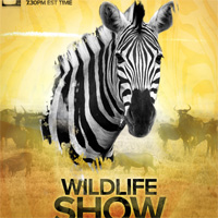 Design a Professional Wildlife TV Show Poster